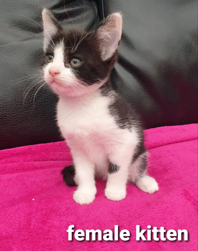 kittens for sale near me gumtree